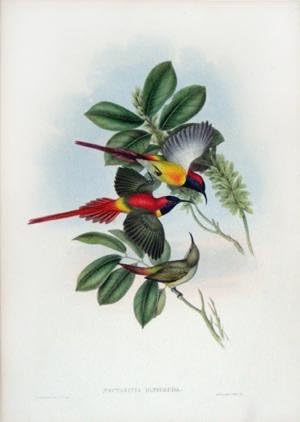 Nectarinia Ignicauda (огнехвостая слънчевата птица)