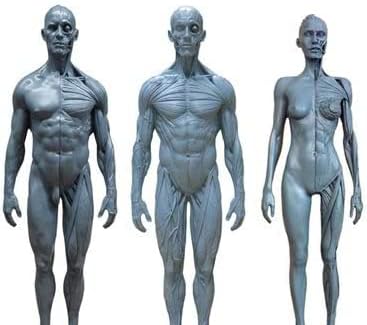 Модел анатомична фигура на човек - 11-Инчов Дамски и мъжки Анатомическая фигура и модел мъжки мускулна кост - Модел Анатомична живопис на човешкия Скелет от полиурет